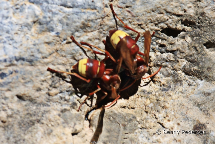 Vespa crabro (2).jpg - Vespa crabro